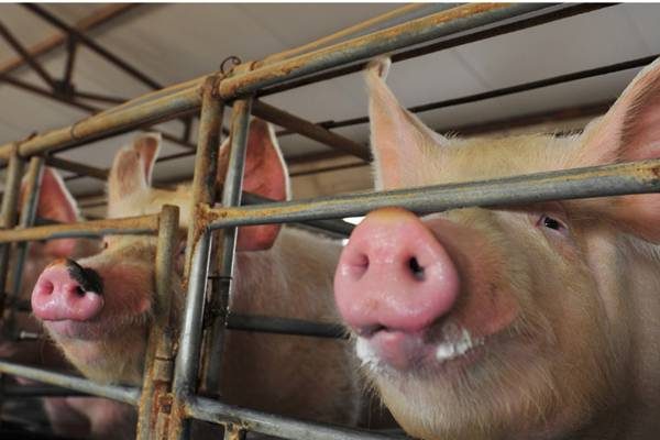 African swine fever (or ASF), is a highly contagious viral disease which affects domestic and wild pigs.  The disease has become a global threat to the entire pig industry and beyond. Once infected, pigs with ASFV suffer from internal hemorrhaging and will ultimately die within 10 days.